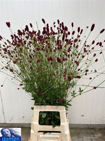 <h4>Sanguisorba Of Boavista</h4>