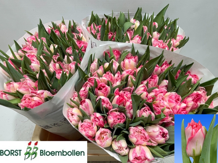 <h4>TU DU PINK DELIGHT</h4>