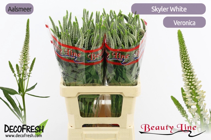 <h4>VERON L SKYLER WHITE</h4>