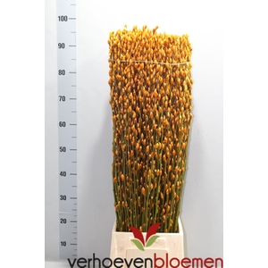 SALIX  SN FLA KLB H%