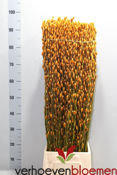 <h4>SALIX  SN FLA KLB H%</h4>