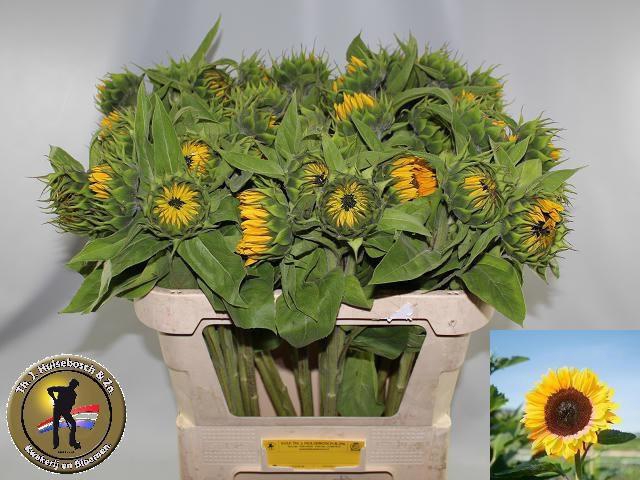 <h4>HELI SUNRICH ORANGE</h4>