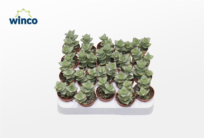 <h4>Crassula Perforata Azul</h4>