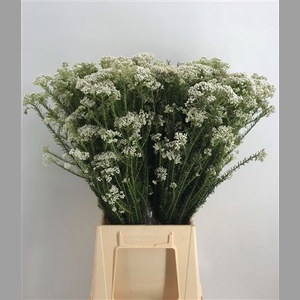 Ozothamnus White