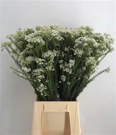 <h4>Ozothamnus White</h4>