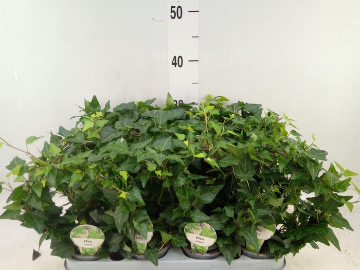 <h4>Hedera helix</h4>