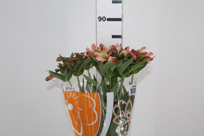 <h4>ALSTROEMERIA MILOS 080 CM</h4>