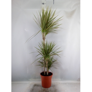 Dracaena marg. 'Bicolor'