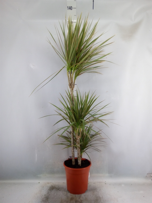 <h4>Dracaena marg. 'Bicolor'</h4>