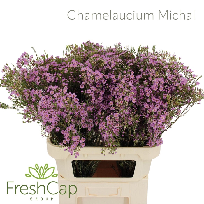 <h4>Chamelaucium Michal</h4>