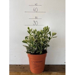 Euonymus for. Silver Queen