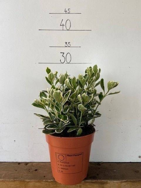 <h4>Euonymus for. Silver Queen</h4>