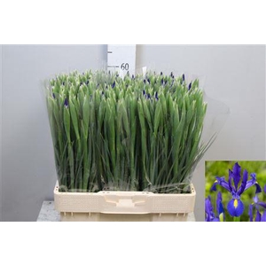 Iris Blue Magic