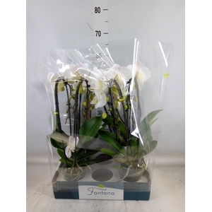 Phalaenopsis   ...white