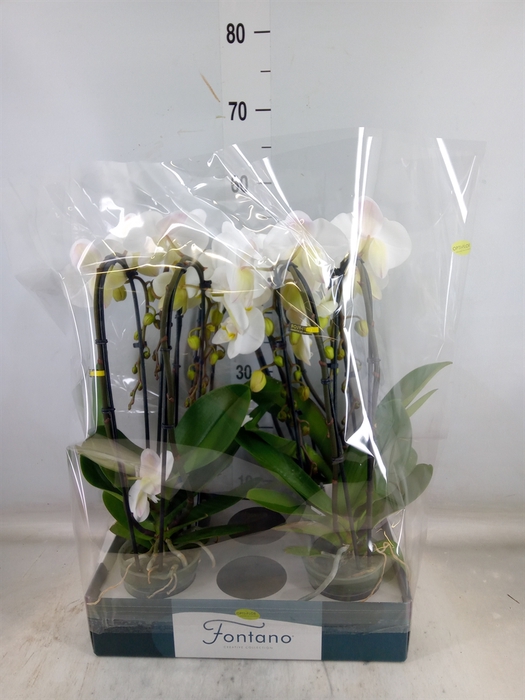 <h4>Phalaenopsis   ...white</h4>