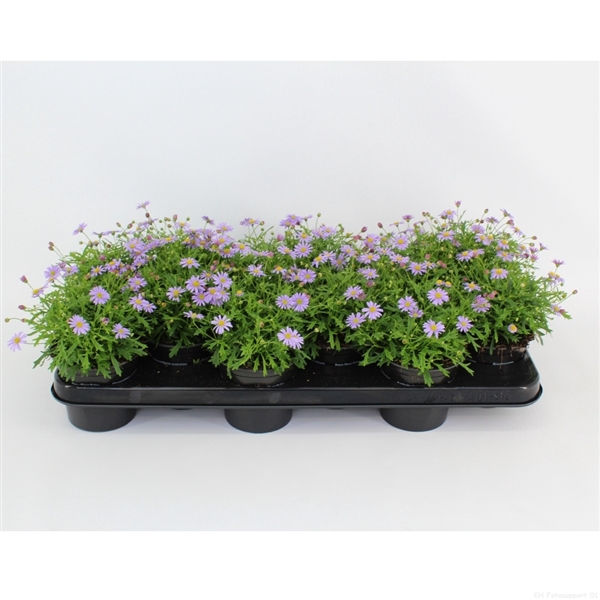 <h4>Brachyscome multifida Mauve Delight</h4>