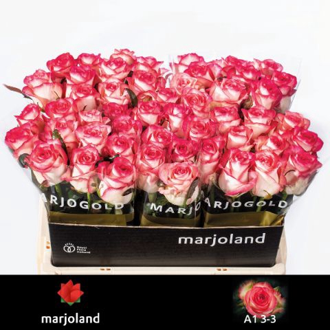 <h4>R Gr Jumilia Marjoland 33</h4>