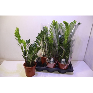 arr8 Zamio Zamiifolia