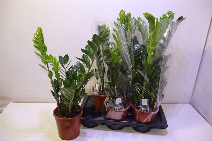 <h4>arr8 Zamio Zamiifolia</h4>