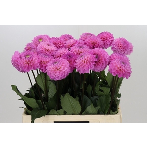 Dahlia BA 'Wizard of Oz'