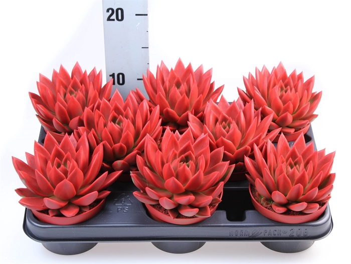 <h4>Echeveria  'Miranda'</h4>