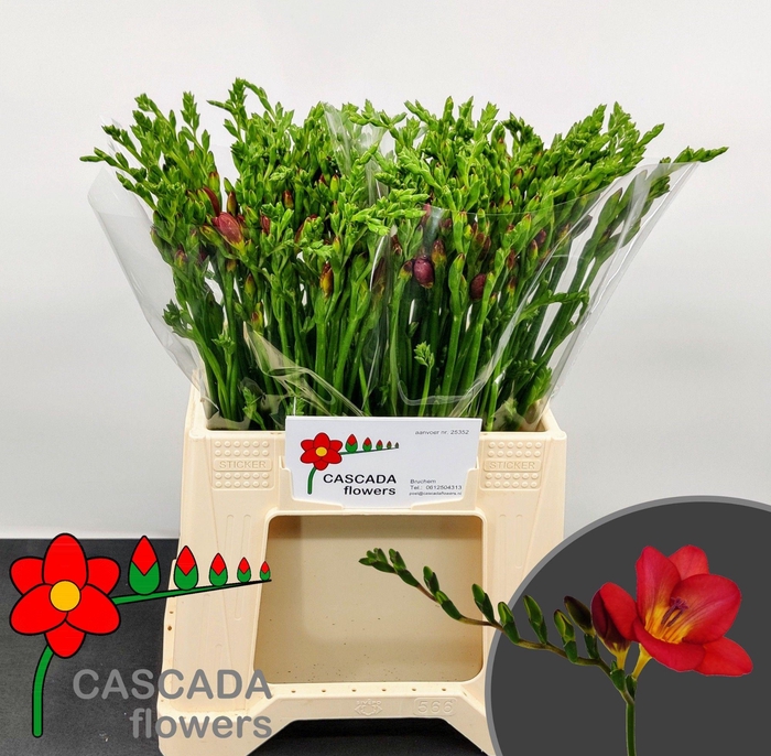 <h4>FR EN LONGBEACH VARA</h4>