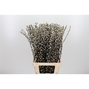 Salix Ca Snow Flake