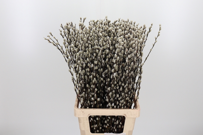 <h4>Salix Ca Snow Flake</h4>