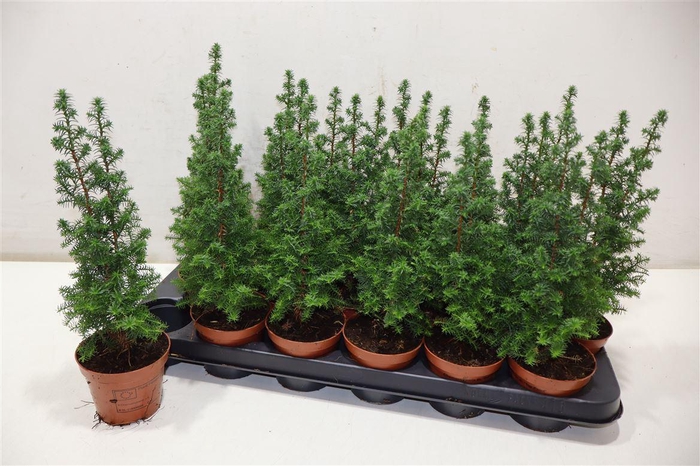 <h4>Cham Th Top Point</h4>