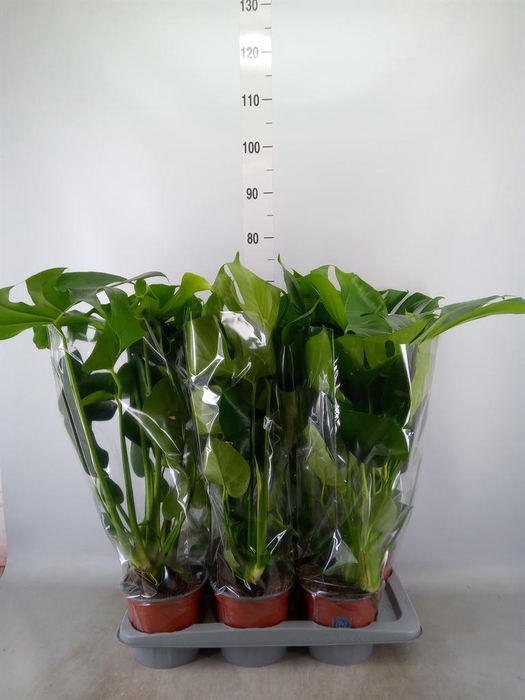 <h4>Monstera delic.</h4>