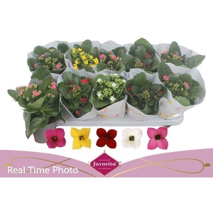 KALANCHOE MIX FAVORITA