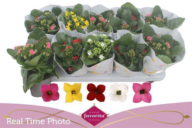 <h4>KALANCHOE MIX FAVORITA</h4>