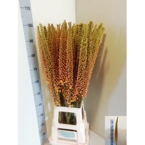 EREMURUS SH COR BEAU