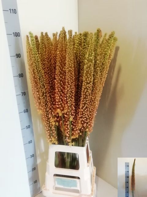 EREMURUS SH COR BEAU