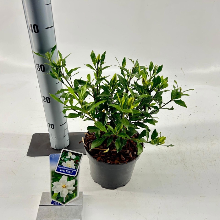 <h4>Gardenia jasminoides Fool Proof ('Leesix'PBR')</h4>