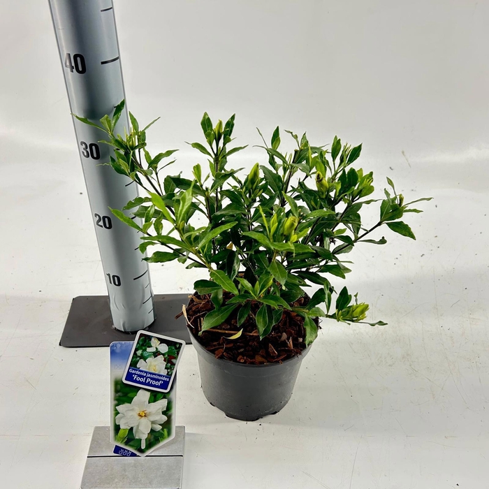<h4>Gardenia jasminoides Fool Proof ('Leesix'PBR')</h4>