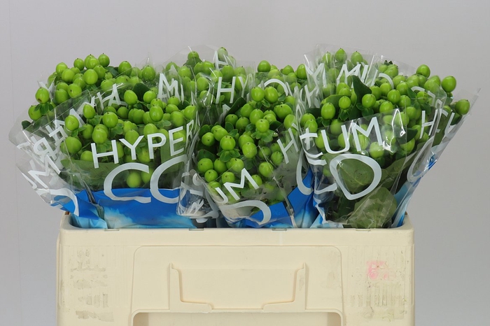 <h4>Hyp Coco Bamboo</h4>