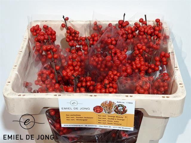 <h4>ILEX VE RODE BES</h4>