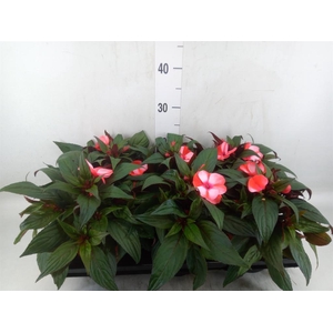 Impatiens NG 'ColPow Coral Flame'