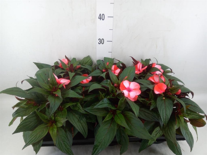 <h4>Impatiens NG 'ColPow Coral Flame'</h4>