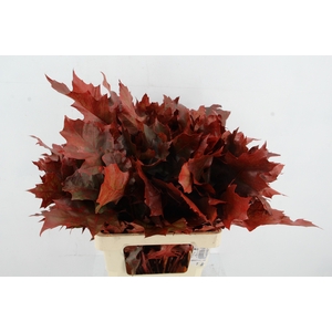 QUERC RUBRA 60CM ROOD