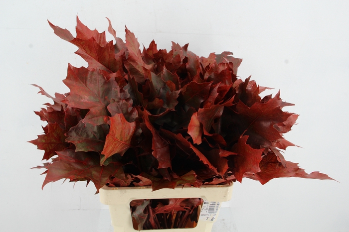 <h4>QUERC RUBRA 60CM ROOD</h4>