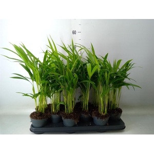 Dypsis lutescens   ...Chrysalidoca