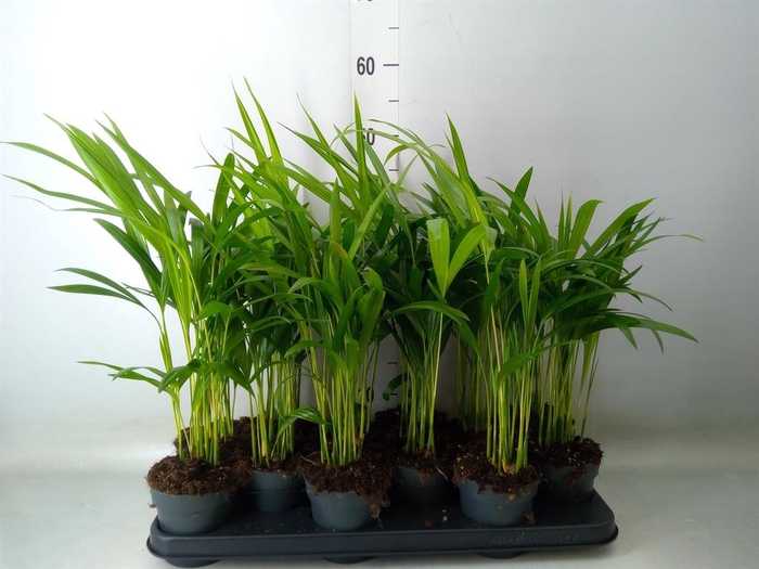 <h4>Dypsis lutescens   ...Chrysalidoca</h4>