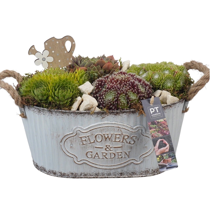 <h4>Arr.  Sempervivum L%</h4>