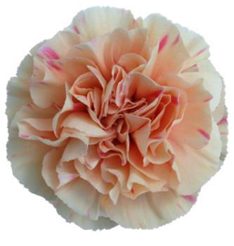 <h4>Di St Apple Tea</h4>