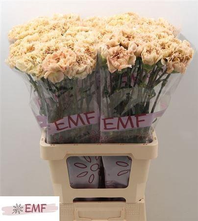 <h4>Di St Lege Marrone</h4>