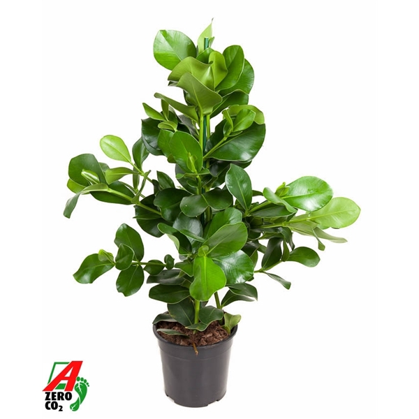 <h4>Clusia Rosea 3PP P24</h4>