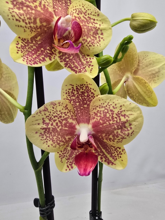 <h4>Limited 03 week 19</h4>