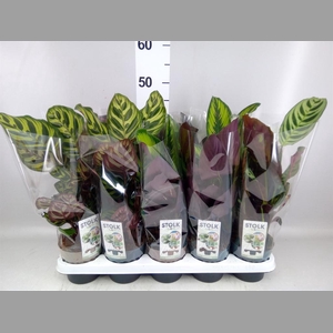 Calathea   ...mix 5